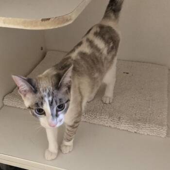 Miko -  Domestic Short Hair Cat for Adoption in Lodi, California - Miko | PetCurious