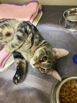 Domestic Short Hair Cats Available for Adoption - Chex | PetCurious