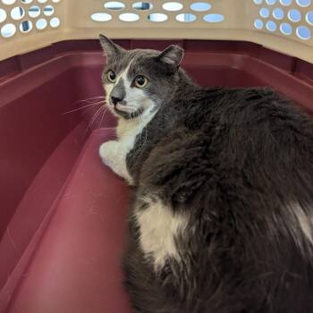 Papa -  Domestic Short Hair Cat for Adoption in Charlottesville, Virginia - Papa | PetCurious
