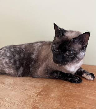 Rescue Siamese Cats for Adoption in Theodore, Alabama - Cola (front Declawed) | PetCurious