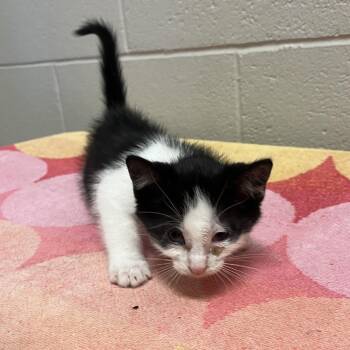 Red -  Domestic Short Hair Cat for Adoption in Bristol, Indiana - Red | PetCurious