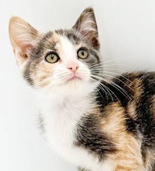 Mallory is sooo darn special and OMG cute -  Calico and Turkish Van Cat for Adoption in Bedford Hills, New York - Mallory Is Sooo Darn Special And OMG Cute | PetCurious