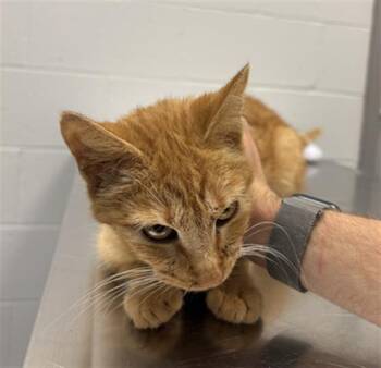 TINY -  Domestic Short Hair Cat for Adoption in Indianapolis, Indiana - TINY | PetCurious