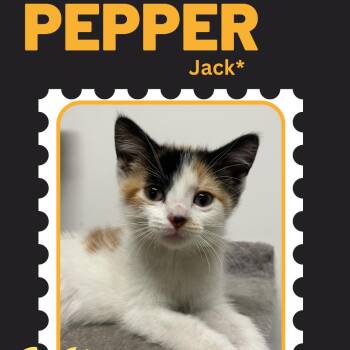 Pepper -  Domestic Short Hair Cat for Adoption in Rochester, Minnesota - Pepper | PetCurious