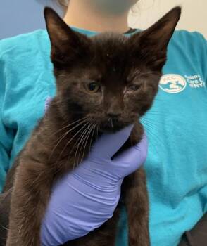 Boo Boo -  Domestic Short Hair Cat for Adoption - Boo Boo | PetCurious