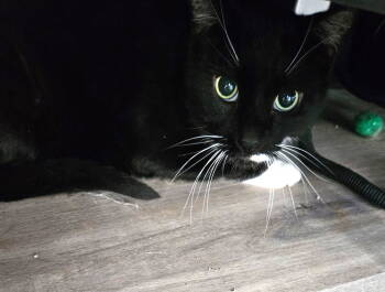 Rescue Domestic Short Hair Cats for Adoption in Greenfield, Indiana - Sneakers | PetCurious