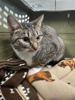 Domestic Short Hair Cats Available for Adoption - AURORA | PetCurious