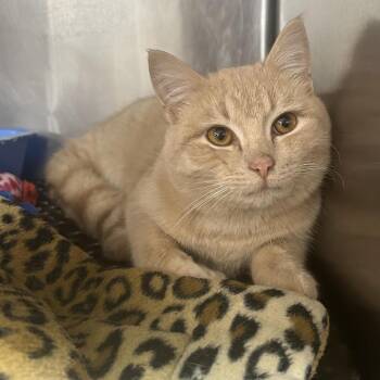 Pumba -  Domestic Short Hair Cat for Adoption in Granville, Ohio - Pumba | PetCurious