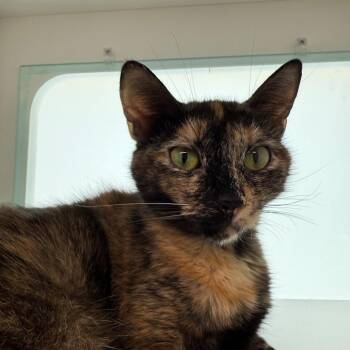 Jinx -  Domestic Short Hair Cat for Adoption in Branford, Connecticut - Jinx | PetCurious