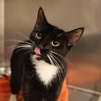 Domestic Short Hair Cats Available for Adoption in Briarcliff Manor, New York - Pandora | PetCurious
