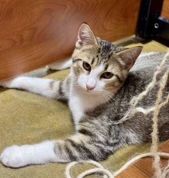 Sage -  Tabby and Domestic Short Hair Cat for Adoption in Oxford, Mississippi - Sage | PetCurious