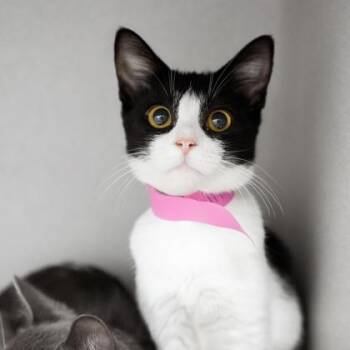Lilith -  Domestic Short Hair Cat for Adoption in Atlanta, Georgia - Lilith | PetCurious