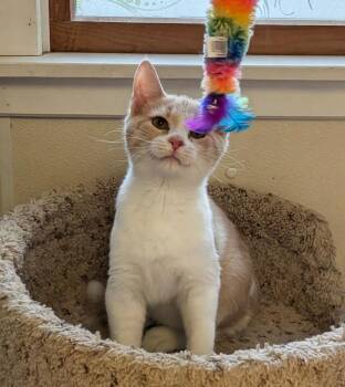 BASKIN ROBINS -  Domestic Short Hair Cat for Adoption in Sandusky, Ohio - BASKIN ROBINS | PetCurious