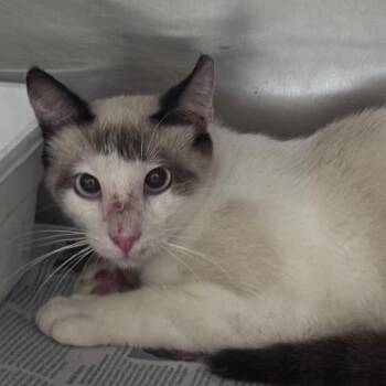 Siamese Cats Available for Adoption in Lufkin, Texas - Jasper | PetCurious