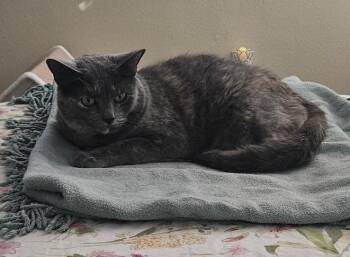 Lily -  Domestic Short Hair Cat for Adoption in San Antonio, Texas - Lily | PetCurious