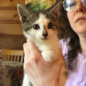 Cher -  Domestic Medium Hair Cat for Adoption in Spring Hill, Kansas - Cher | PetCurious