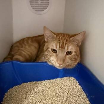 Domestic Short Hair Cats Available for Adoption - Frog | PetCurious