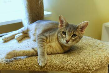 Domestic Short Hair Cats Available for Adoption - Crash | PetCurious