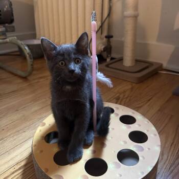 Carlos -  Domestic Short Hair Cat for Adoption in Albany, New York - Carlos | PetCurious