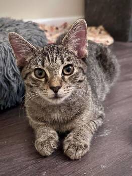 Rescue Domestic Short Hair Cats for Adoption in Carnegie, Pennsylvania - Sunny | PetCurious