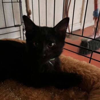 Onyx (Green) -  Domestic Short Hair Cat for Adoption in Bentonville, Arkansas - Onyx (Green) | PetCurious