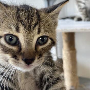 Mako Man -  Domestic Short Hair Cat for Adoption in Brownsboro, Alabama - Mako Man | PetCurious