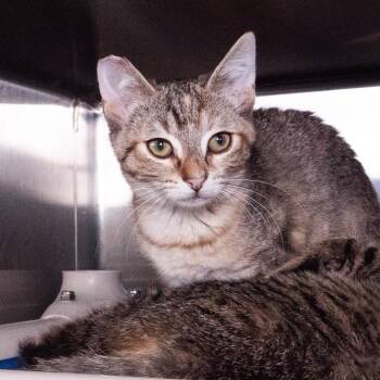 Tevin Campbell -  Domestic Short Hair Cat for Adoption in Seattle, Washington - Tevin Campbell | PetCurious