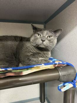 Domestic Short Hair Cats Available for Adoption in Cedar Rapids, Iowa - Kai | PetCurious