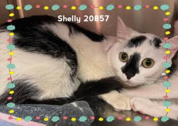 SHELLY (see also PLANKTON) -  Domestic Short Hair Cat for Adoption in Marietta, Georgia - SHELLY (see Also PLANKTON) | PetCurious