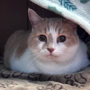 Lala -  Domestic Short Hair Cat for Adoption in Providence, Rhode Island - Lala | PetCurious