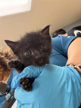 A1914398 -  Domestic Short Hair Cat for Adoption in Riverside, California - A1914398 | PetCurious