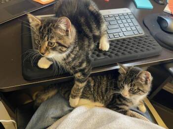 Benny & Wolfie -  Domestic Short Hair Cat for Adoption in Medfield, Massachusetts - Benny & Wolfie | PetCurious