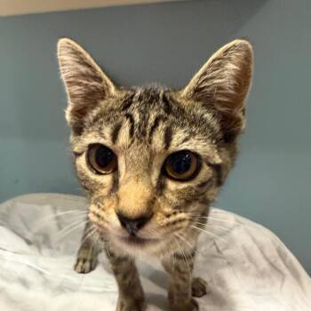 Rogue -  Domestic Short Hair Cat for Adoption in Chattanooga, Tennessee - Rogue | PetCurious