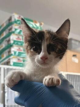 Bobby -  Domestic Short Hair Cat for Adoption in Bolivar, Missouri - Bobby | PetCurious