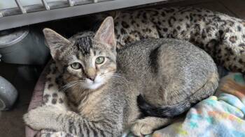 Tic -  Domestic Short Hair Cat for Adoption in Eureka, California - Tic | PetCurious