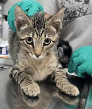 Roscoe -  Domestic Short Hair Cat for Adoption in Hillsdale, Indiana - Roscoe | PetCurious