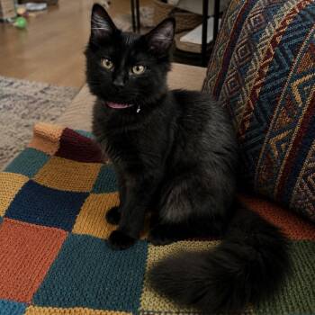 Nyla -  Domestic Medium Hair Cat for Adoption in Buffalo, New York - Nyla | PetCurious