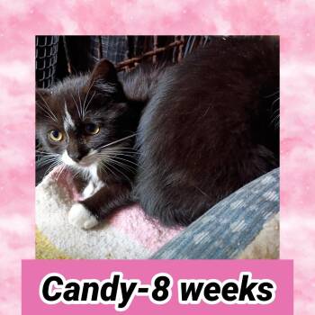 Candy -  Domestic Short Hair Cat for Adoption in Liberty, New York - Candy | PetCurious