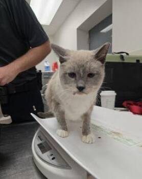 Rescue Siamese Cats for Adoption in Allen, Texas - Kim K | PetCurious