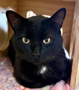 DUSTY -  American Shorthair Cat for Adoption in Prescott, Arizona - DUSTY | PetCurious