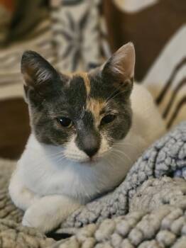 Calico Cats Available for Adoption in Montreal, Quebec - Biscotti | PetCurious