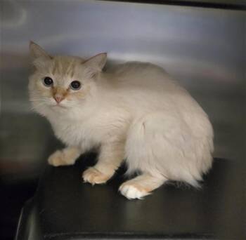 FRIDA -  Domestic Medium Hair Cat for Adoption in Dallas, Texas - FRIDA | PetCurious