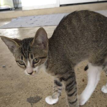 Chappie -  Domestic Short Hair Cat for Adoption in Austin, Texas - Chappie | PetCurious