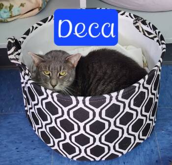 Rescue Domestic Short Hair Cats for Adoption in Jim Thorpe, Pennsylvania - Deca | PetCurious