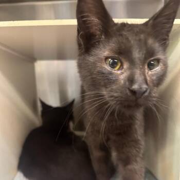 Moth Man -  Domestic Short Hair Cat for Adoption in Newark, New Jersey - Moth Man | PetCurious
