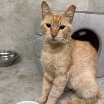 Rescue Domestic Short Hair Cats for Adoption in Boca Raton, Florida - Bentley | PetCurious