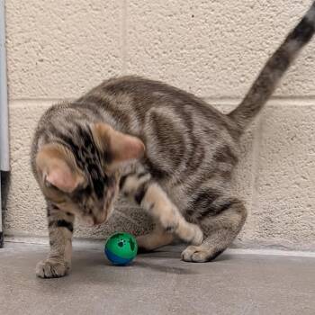Mongo -  Domestic Short Hair Cat for Adoption in York, Pennsylvania - Mongo | PetCurious
