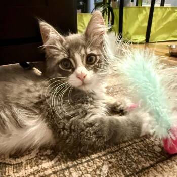 Nicholas -  Domestic Medium Hair and American Bobtail Cat for Adoption in Peachtree City, Georgia - Nicholas | PetCurious