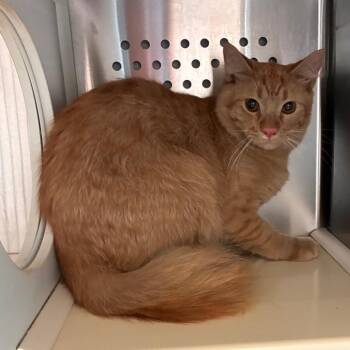 Gershwin -  Domestic Medium Hair Cat for Adoption in Norman, Oklahoma - Gershwin | PetCurious