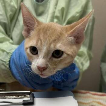 Power -  Domestic Short Hair Cat for Adoption in Tempe, Arizona - Power | PetCurious